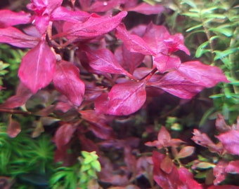 Ludwigia Super Red 5x