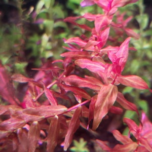 May include: A close-up of a vibrant red aquatic plant with thin, delicate leaves. The plant has a reddish-pink hue and is growing in a lush, green environment.