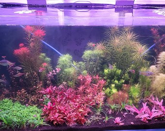 Beautiful New Aquatic Plant Pack 17 Varieties
