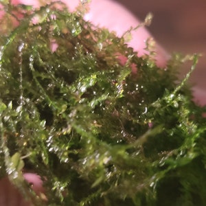 May include: Close-up of a vibrant green moss, showcasing its delicate, textured appearance. The moss appears fresh and lush, with tiny, individual leaves and stems. The image highlights the natural beauty and intricate details of the plant.