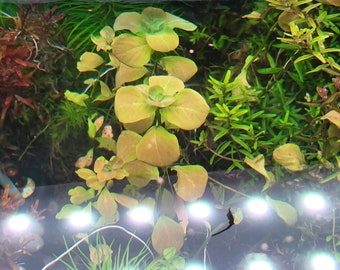 Extremely Rare Ludwigia Matto Grosso 1 stem