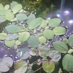 May include: A close-up of a freshwater aquarium with green aquatic plants floating on the surface of the water. The water is clear and there are small bubbles visible. The plants are a variety of green shades and have a natural, organic look.