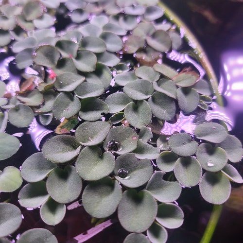 15 Salvina Cucullata floating plants