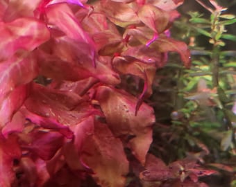 Rare Rotala Macaranda Rose 3x stems