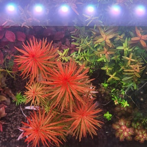 Beautiful Red Plant Pack