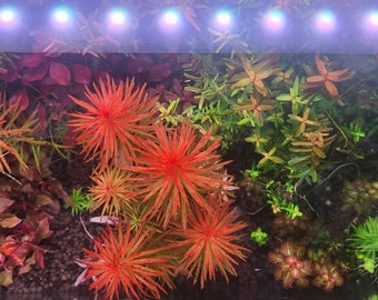 Red Aquarium Plant Pack: AR Mini, Ludwigia, Rotala