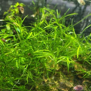 May include: A close-up of a lush green aquatic plant with long, thin leaves. The plant is growing in a clear container, and the water is visible in the background.