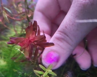 Rotala Yarbje 12 stems