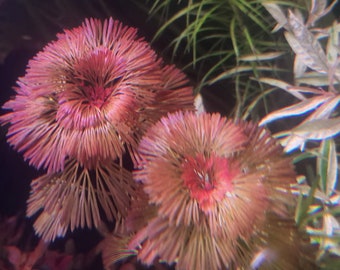 Purple Cabomba 3x stems
