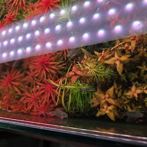 May include: A close-up of a planted aquarium with a variety of green and red plants. The aquarium has a clear glass top with a row of white LED lights.