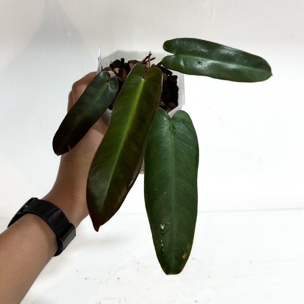 Philodendron Atabapoense - Rare Plant - Long Boi - Burgundy Abaxial - Real Pic - Hot Tropic Nursery - Free Shipping