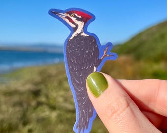 Pileated Woodpecker | Waterproof Vinyl Sticker