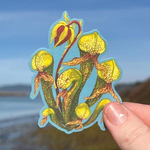 Darlingtonia - Etsy 日本