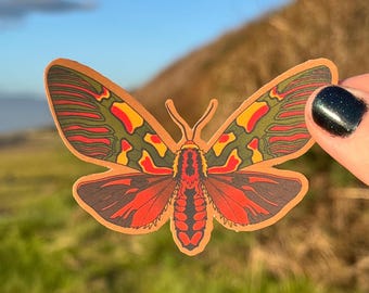 Anaxita sannionis | Waterproof Vinyl Sticker