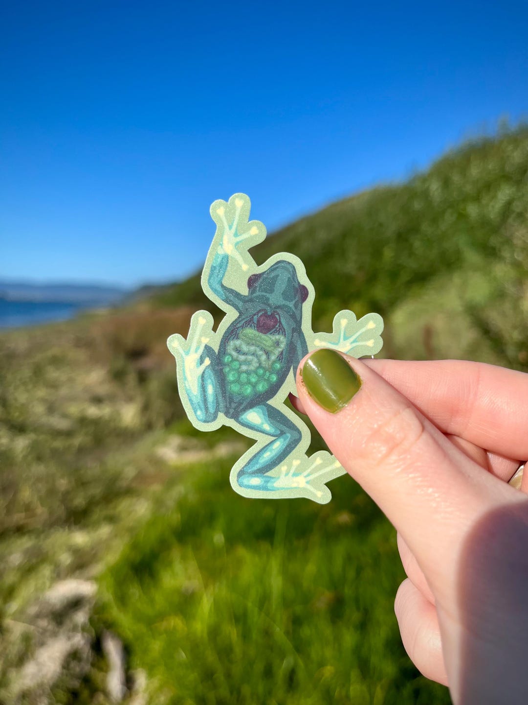 Glass Frog | Waterproof Vinyl Sticker - Etsy