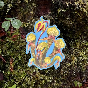 Darlingtonia Californica | Waterproof Vinyl Sticker