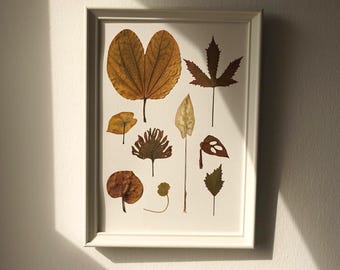 May include: A white rectangular frame containing a collection of ten pressed, dried leaves in various shades of brown, tan, and green. The leaves are arranged in a grid-like pattern on a plain white background, showcasing diverse shapes and textures.