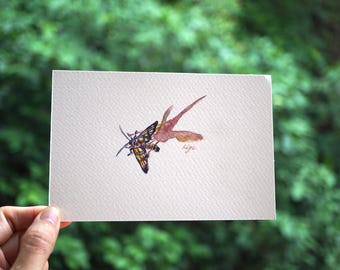 Amata Moth Watercolor Painting, Original Insect Illustration