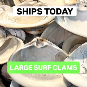 Könnte beinhalten: Ein Haufen großer, offener Herzmuschelschalen. Die Schalen sind überwiegend cremefarben mit grauen und braunen Markierungen. Der Text "LARGE SURF CLAMS" wird in einem grünen Rechteck angezeigt. Der Text "SHIPS TODAY" wird in einem weißen Rechteck angezeigt.