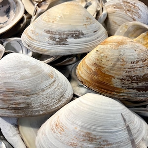 JUMBO CLAM SHELL Set of 10, 5-6” Large Clam Shells for Craft Activity ...