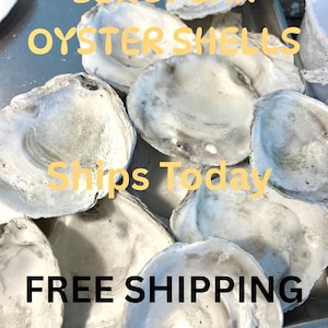 May include: A collection of European oyster shells, with a textured, off-white appearance. The shells are arranged closely together, filling the frame. The text "EUROPEAN OYSTER SHELLS" is displayed in yellow, along with "FREE SHIPPING".