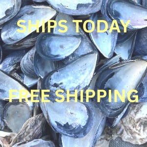 May include: A collection of blue and white mussel shells. The shells have a pearlescent sheen and varying shades of blue and white. The text "SHIPS TODAY" and "FREE SHIPPING" are displayed in yellow.