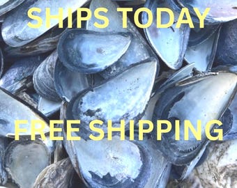 Mussel shell bulk, mussel shell for crafting, natural mussel shell, beach craft, coastal DIY, coastal wreath, coastal craft supply nautical