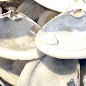 JUMBO CLAM SHELL Set of 10, 5-6” Large Clam Shells for Craft Activity ...
