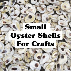 May include: A close-up image of a pile of small, white oyster shells. The shells are arranged in a random pattern and are all different sizes. The text "Small Oyster Shells For Crafts" is superimposed on the image.