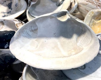 巨大なシャコガイの貝殻：天然の海の装飾、工芸品の飾り（18～20 cm