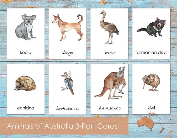 Animals of Australia 3-part Cards Montessori Continent Cards - Etsy Animals of Australia 3-part Cards Montessori Continent Cards - Etsy