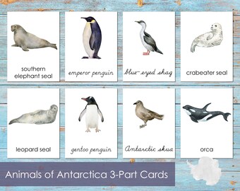 Antarctica Animals - Etsy Antarctica Animals - Etsy