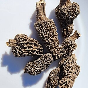 Grey Morels Mushrooms - Morchella Tomentosa Morel - Fire Morel. 1oz.