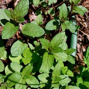 May include: Close-up of fresh mint plants with vibrant green leaves and reddish stems. The leaves are oval-shaped and have a slightly serrated edge. The image captures the plant's texture and color, with sunlight casting shadows.