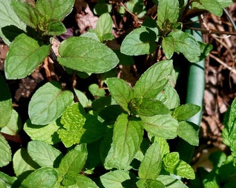 May include: Close-up of fresh mint plants with vibrant green leaves and reddish stems. The leaves are oval-shaped and have a slightly serrated edge. The image captures the plant's texture and color, with sunlight casting shadows.