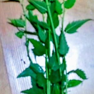 Puede incluir: Un manojo de tallos y hojas verdes frescas, con una base de color rojo p&uacute;rpura. Las hojas son de un verde vibrante y los tallos de un verde m&aacute;s claro. La planta est&aacute; sobre una superficie de madera.