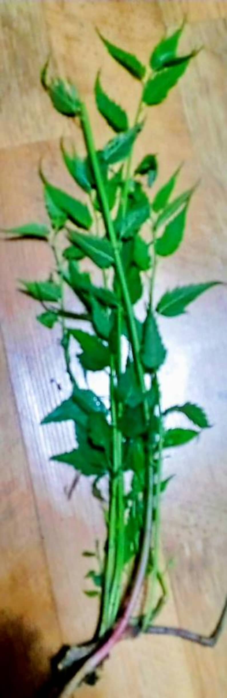 Puede incluir: Un manojo de tallos y hojas verdes frescas, con una base de color rojo p&uacute;rpura. Las hojas son de un verde vibrante y los tallos de un verde m&aacute;s claro. La planta est&aacute; sobre una superficie de madera.