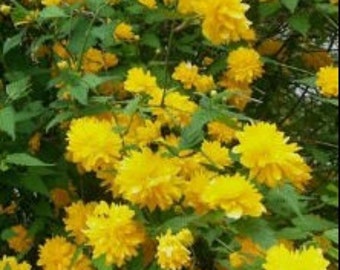 Kerria Japonica 'Pleniflora' / Bachelor's Buttons Plant