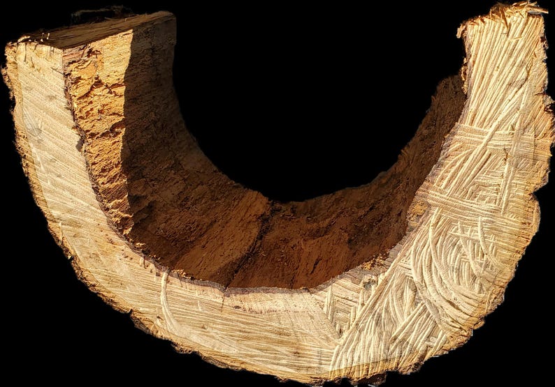 K&ouml;nnte beinhalten: Eine Nahaufnahme eines Querschnitts eines Baumstamms, die die komplizierten Maserungen und die Textur des Holzes zeigt. Das Holz ist hellbraun mit dunkleren braunen Streifen, die durch das Holz verlaufen. Das Innere des Stammes ist hohl und bildet eine einzigartige Form.