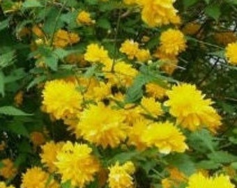 May include: A close-up of a bush with vibrant yellow flowers in full bloom. The flowers have multiple layers of petals, and the green leaves provide a contrasting backdrop. The image captures the natural beauty of the flowering plant.