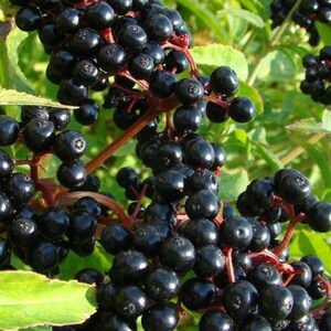 May include: A close-up shot of elderberries, showing clusters of small, dark purple berries. The berries are attached to reddish-brown stems, with green leaves in the background. The image highlights the natural texture and colour of the fruit.