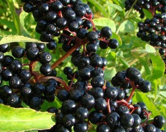 Elderberry live stakes  10-24 inch