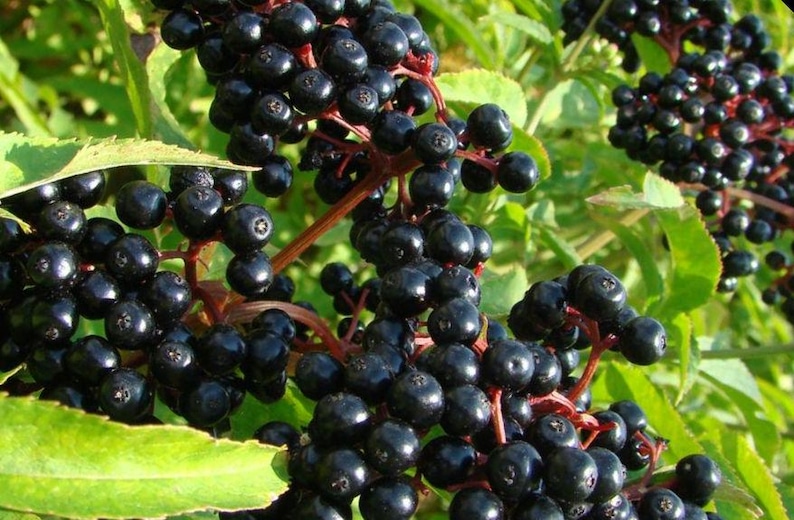 May include: Close-up of elderberries, a cluster of small, dark purple berries. The berries are attached to reddish-brown stems, surrounded by green leaves. The image highlights the natural texture and color of the fruit.