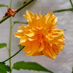 Puede incluir: Primer plano de una vibrante flor amarilla con m&uacute;ltiples capas de p&eacute;talos. La flor est&aacute; en plena floraci&oacute;n, mostrando sus intrincados detalles. Hojas y tallos verdes proporcionan un fondo contrastante. La flor es el punto focal.
