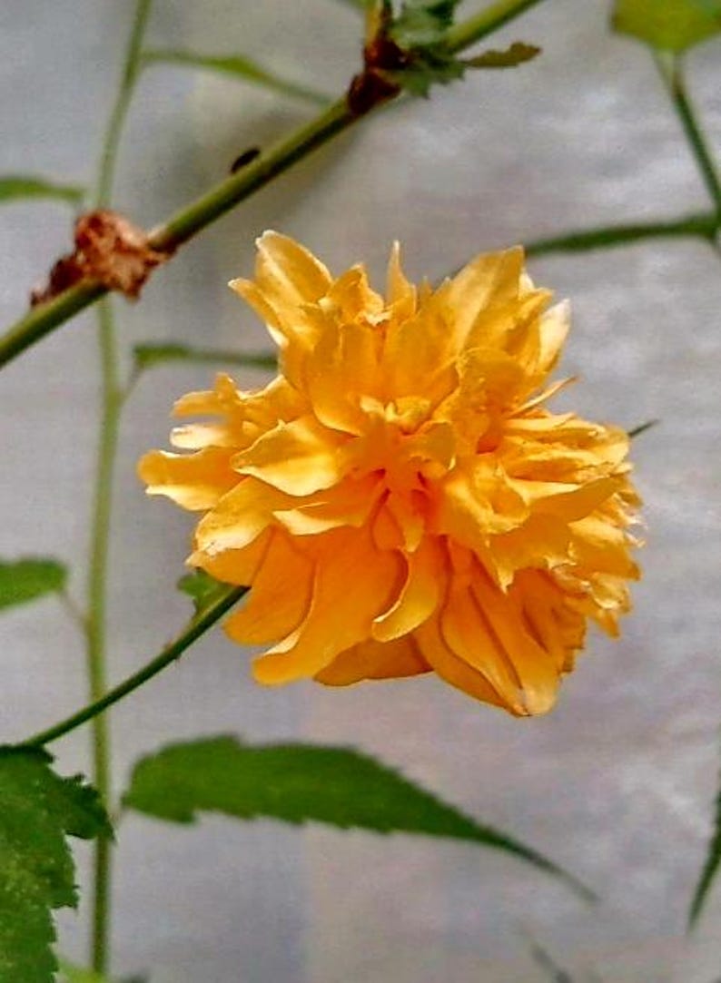 Puede incluir: Primer plano de una vibrante flor amarilla con m&uacute;ltiples capas de p&eacute;talos. La flor est&aacute; en plena floraci&oacute;n, mostrando sus intrincados detalles. Hojas y tallos verdes proporcionan un fondo contrastante. La flor es el punto focal.