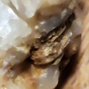 May include: Close-up of a rough, natural stone with a mix of colors. The stone has a creamy white base with areas of tan and brown, creating a textured appearance. The surface is uneven and appears to be a mineral specimen.