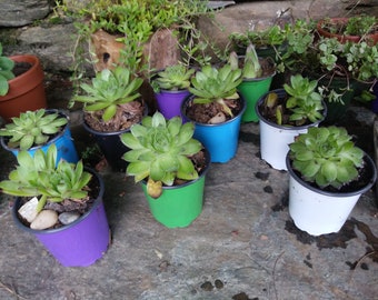 Puede incluir: Una colección de suculentas en macetas con hojas verdes vibrantes. Las macetas están pintadas en varios colores, incluyendo morado, azul, verde y blanco. Las plantas están dispuestas sobre una superficie de piedra, con otras plantas visibles en el fondo.