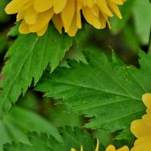 Puede incluir: Primer plano de flores amarillas vibrantes con m&uacute;ltiples capas de p&eacute;talos. Las flores se destacan sobre un fondo de hojas verdes con bordes dentados. La imagen resalta el contraste entre las flores brillantes y el follaje.