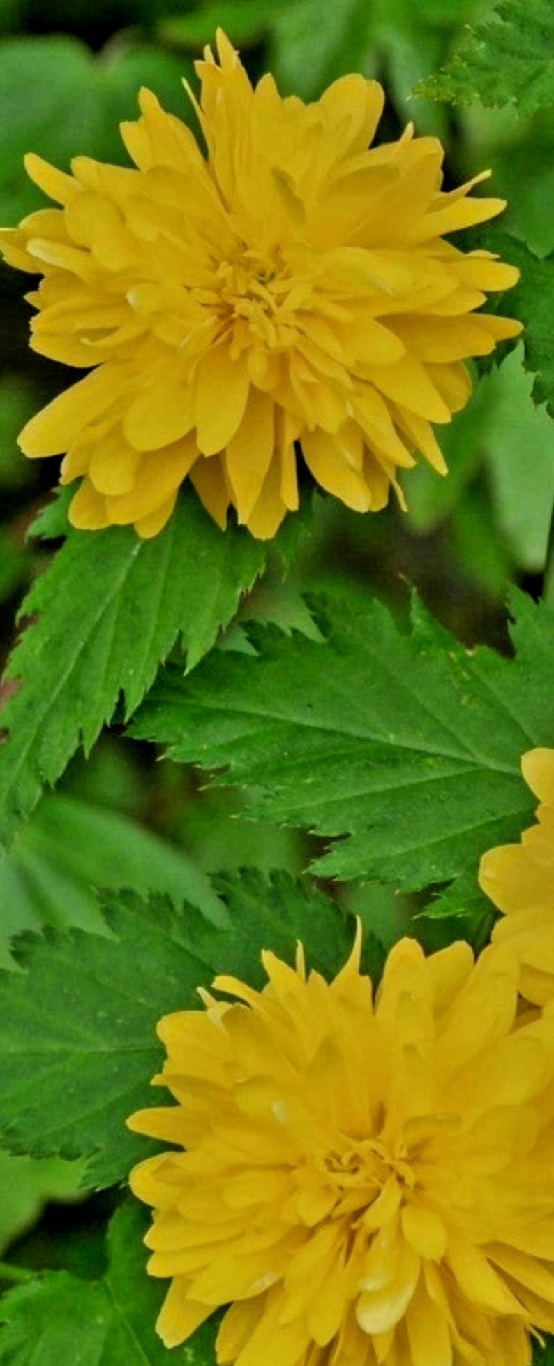 Puede incluir: Primer plano de flores amarillas vibrantes con m&uacute;ltiples capas de p&eacute;talos. Las flores se destacan sobre un fondo de hojas verdes con bordes dentados. La imagen resalta el contraste entre las flores brillantes y el follaje.