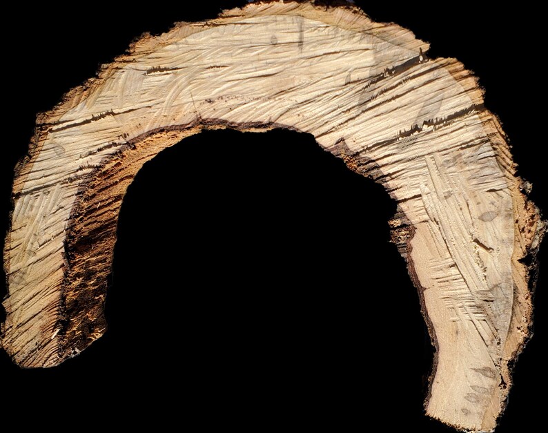 K&ouml;nnte beinhalten: Eine Nahaufnahme eines Querschnitts eines Baumstamms aus Holz, die die nat&uuml;rliche Maserung und Textur des Holzes zeigt. Der Stamm ist halbmondf&ouml;rmig, wobei die Rinde entfernt wurde, um die inneren Schichten des Holzes freizulegen.